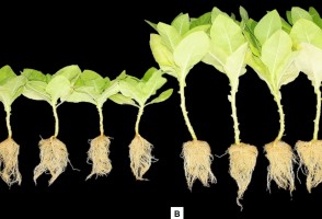 Researchers obtain patent for formula that induces germination and accelerates plant growth