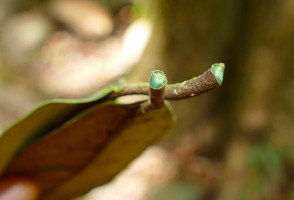 Pesquisadores buscam encontrar no Brasil plantas que acumulam altos teores de metais para agromineração