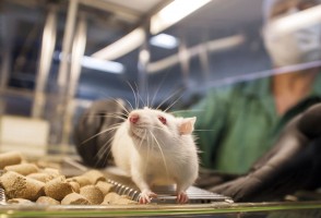 Resistência cerebral à insulina pode ser um dos fatores que ligam epilepsia a Alzheimer