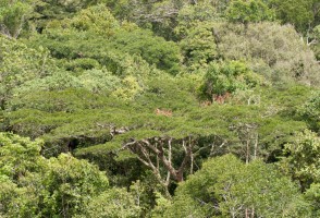 Secas mais frequentes e intensas reduzem capacidade da Amazônia de recircular água e estocar carbono