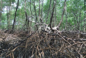 Óxidos de ferro em solos de manguezais impulsionam o sequestro de carbono