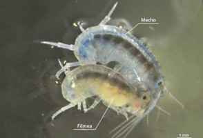 Nuevo método prescinde del uso de mamíferos en la evaluación de la toxicidad de compuestos químicos