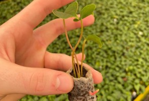 Material libera fertilizante para plantas de forma controlada y se degrada después de 90 días
