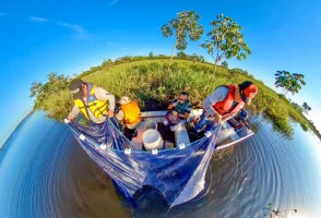Pérdida de áreas naturales e introducción de especies exóticas reducen el rendimiento de la pesca en el río Paraná (Brasil)