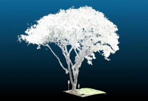 Researchers create “pruning software” to reduce risk of urban tree falls