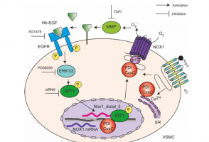 Study reveals role of redox protein in hypertension