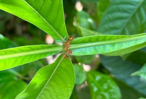 Formigas defendem plantas de herbívoros, mas podem atrapalhar polinização