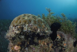 Corals in Brazilian archipelago capture carbon equivalent to the burning of 324,000 liters of gasoline per year