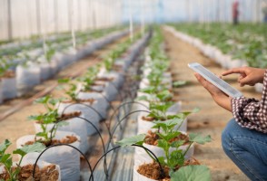 Boletim <i>Conexão Semear Digital</i> aproxima ciência, tecnologia e campo