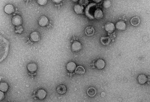 Brazilian company develops sustainable alternative to antibiotics for livestock