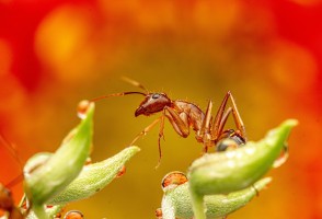 Bactérias associadas a insetos podem ser ferramenta para agricultura sustentável