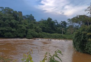 Bactéria descoberta na Amazônia é do mesmo gênero de causadora da bartonelose humana