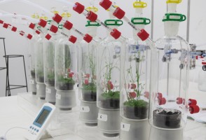 El α-Copaeno es un potente repelente del insecto transmisor del <i>greening</i> en cítricos