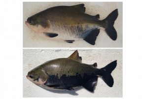 Avaliação por inteligência artificial indica nível de estresse de peixe amazônico cultivado