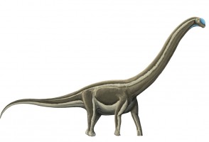 Enfermedad ósea mortal diezmó a los dinosaurios de cuello largo en el actual interior del estado de São Paulo (Brasil)