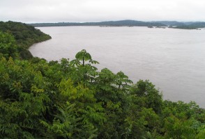 Nueva bacteria descubierta en la Amazonía es cercana a una especie andina causante de la bartonelosis humana