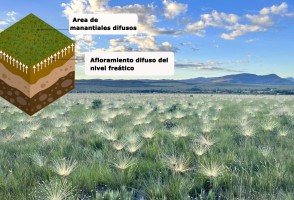 Campos húmedos del Cerrado están legalmente protegidos pero olvidados en la práctica