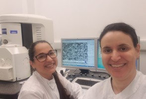 Compuesto extraído de plantas tiene efecto antimicrobiano y antiinflamatorio contra la enfermedad periodontal