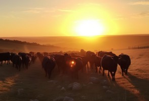 Study assesses livestock vulnerability to climate change
