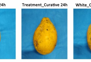 Essential oil-based solution protects fruit from fungi