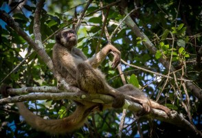 The largest primate in the Americas could lose up to 61% of its climatically suitable habitat by 2090