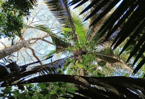 Palm trees are the Amazon’s ‘water tanks’