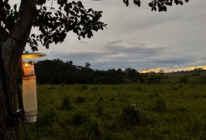 Malaria risk in the Amazon is higher in regions with intermediate forest degradation