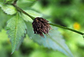 Sustancia de biomasa vegetal ayuda en el combate a las malezas