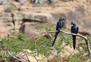 Estudio mapea áreas prioritarias para reducir muertes de guacamayos por descarga eléctrica