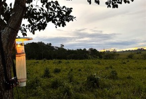 El riesgo de malaria en la Amazonia es mayor en regiones de degradación forestal intermedia