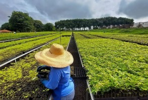 <i>Startup</i> brasileña quiere reforestar un millón de hectáreas en la Mata Atlántica y en la Amazonía