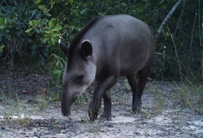 Perda de hábitat ameaça anta-brasileira na Mata Atlântica