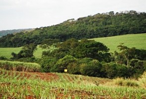 Study shows limits of and proposes alternatives for the functional restoration of the Atlantic Forest