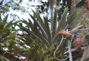 Chuva e temperatura moldam fauna de mosquitos em bromélias da Mata Atlântica, inclusive vetor da malária