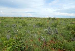 No Cerrado, a diversidade da flora está ligada a temperaturas mais altas e maior frequência de queimadas