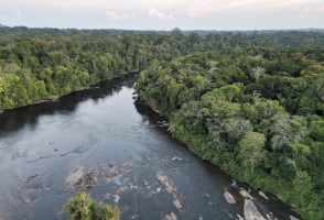 Fundo para florestas tropicais pode ser estratégico no combate às mudanças climáticas, avaliam cientistas