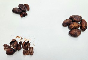 Group creates ‘chocolate-flavored’ honey using cocoa bean shells