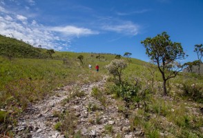 Data from the largest mapping of microorganisms associated with rupestrian grassland plants have been released