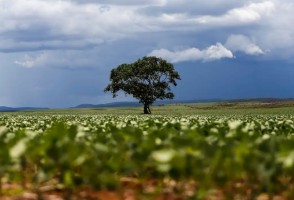 Expandir o cultivo de cana, milho e soja em terras degradadas pode triplicar produção de bioenergia no Brasil