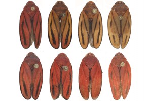 Discovery of new species of sugarcane pest may facilitate management and reduce losses