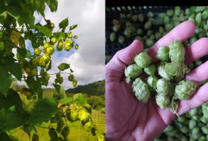 Technology boosts hop production in Brazil and paves the way for new bioproducts