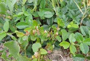 Estudo comprova, em modelos experimentais, ação anti-inflamatória, analgésica e antiartrítica de planta usada em medicina popular