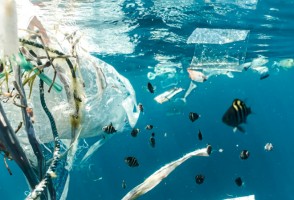 Quase a metade dos ambientes aquáticos do mundo está gravemente contaminada por lixo