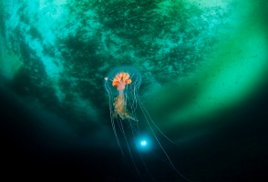 FAPESP lança chamada em ciência oceânica com agência de fomento uruguaia