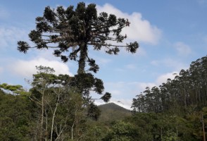 Non-timber products have the potential to finance reforestation projects