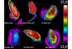 Pesquisadores descobrem um mesmo conjunto de neurônios responsável pela febre e pelo torpor