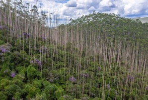 Brazil could be the world’s largest carbon sink, says researcher