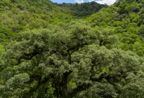RCGI lança registradora de créditos de carbono com rigor científico
