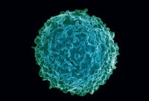 Vírus da COVID-19 manipula o RNA de célula hospedeira para desligar sistema imune