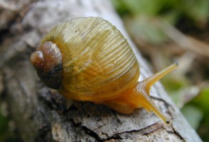 Descriptions of mollusks in the Global South are still, for the most part, the result of ‘parachute science’